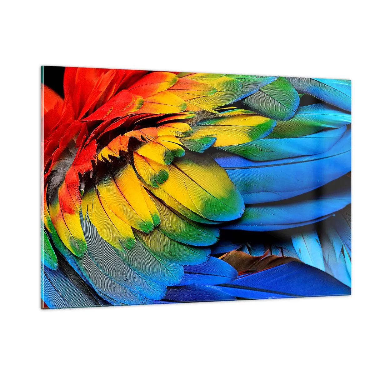 Quadro su vetro - Piume di pappagallo colorate in intensi colori arcobaleno - 120x80cm - L'uccello del paradiso - Decorazione murale moderna per soggiorno e camera da letto ARTTOR