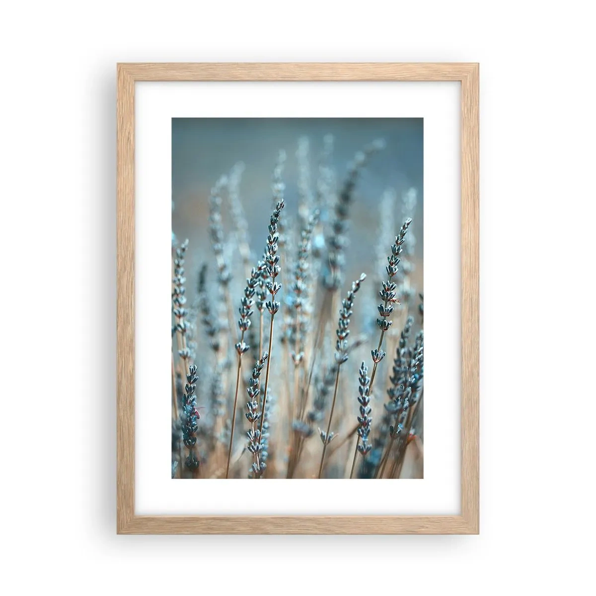 Poster in cornice rovere chiaro - Campo profumato - 30x40 cm