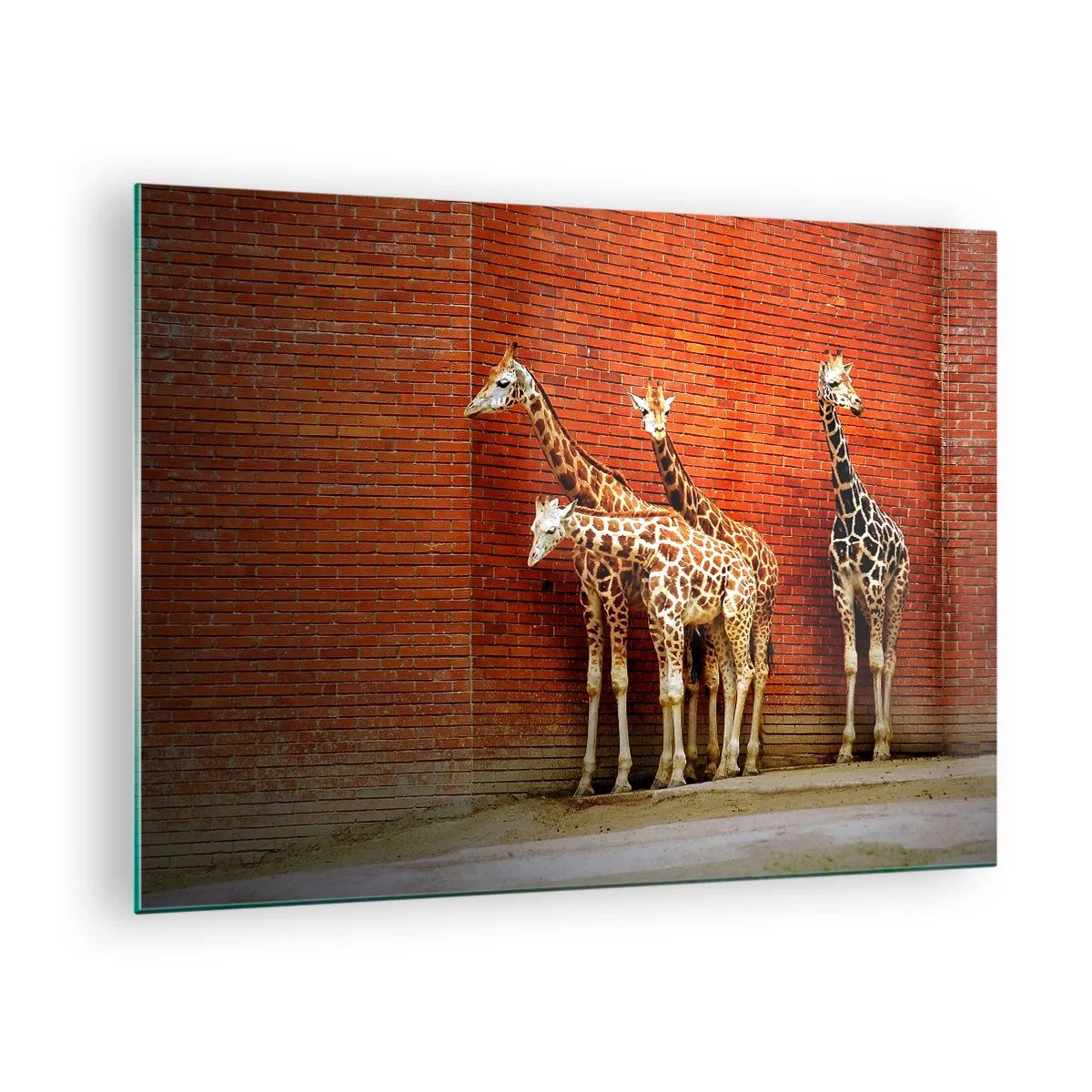 Quadro su vetro - Giraffe contro un muro di mattoni - 70x50cm - Vedete qualche acacia? - Decorazione murale moderna per soggiorno e camera da letto ARTTOR
