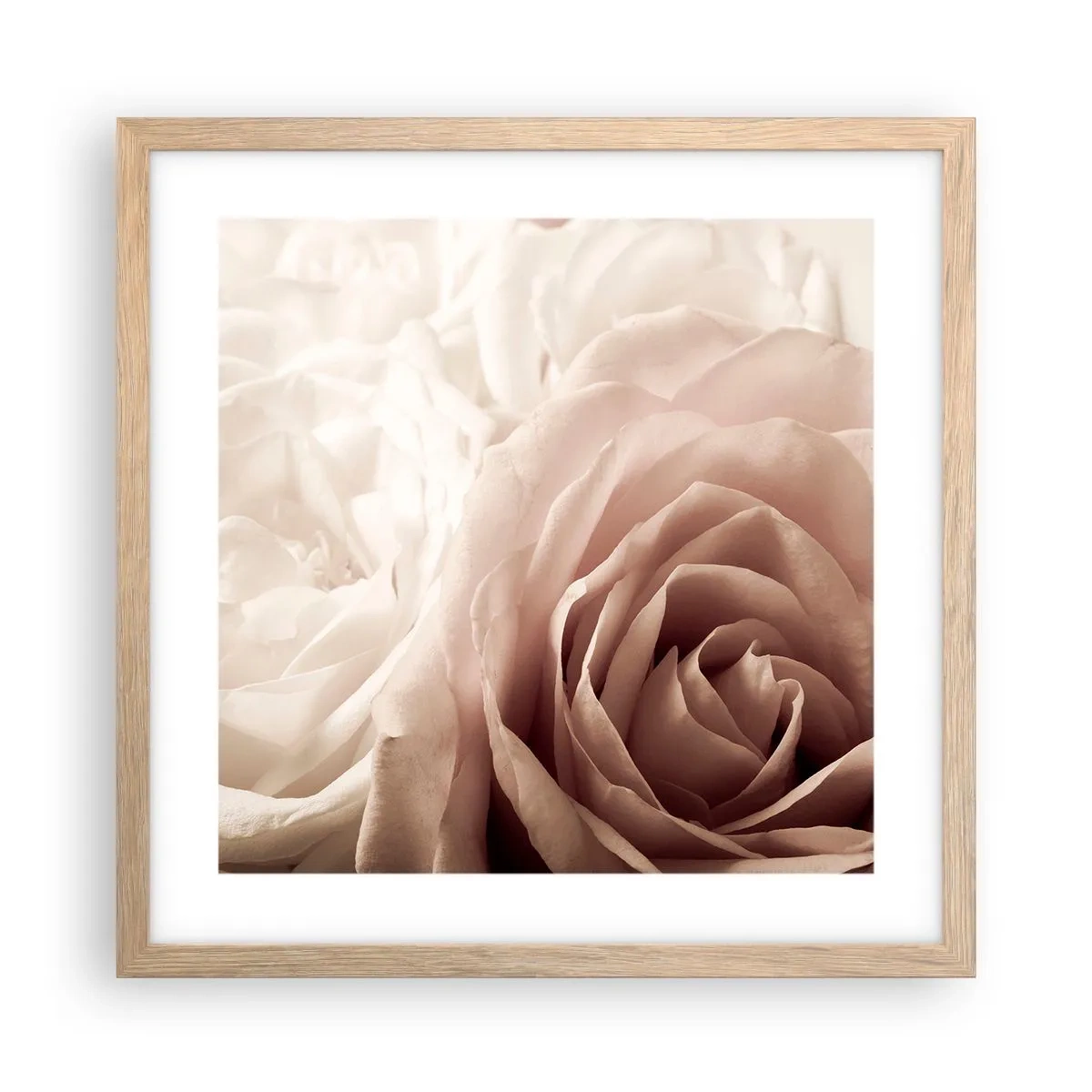 Poster in cornice rovere chiaro - Nel cuore della rosa - 40x40 cm