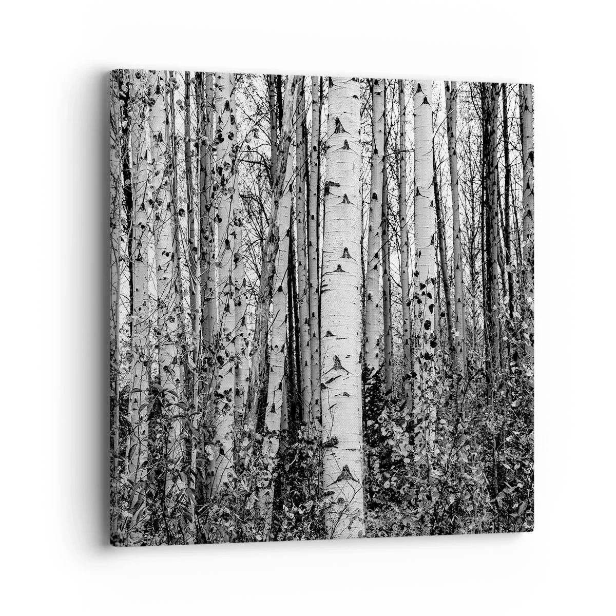 Quadro su tela - Stampe su Tela - Colonnato di betulle - 40x40 cm