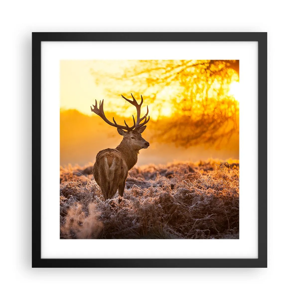 Poster in cornice nera - Il re del bosco estivo - 40x40 cm