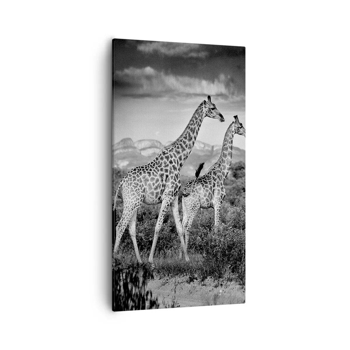 Quadro su tela - Stampe su Tela - Alta classe in Africa - 55x100 cm