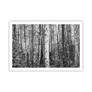 Poster - Colonnato di betulle - 91x61 cm