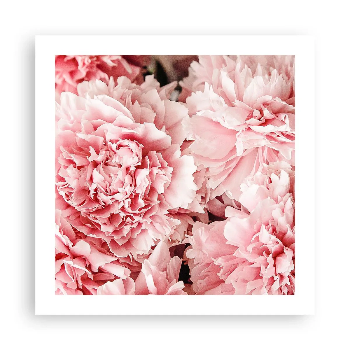 Poster - Sogno rosa - 50x50 cm