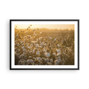 Poster in cornice nera - Un campo di cotone nella calda luce del sole al tramonto - 70x50cm - Campo di morbidezza - Decorazione murale moderna per soggiorno e camera da letto ARTTOR