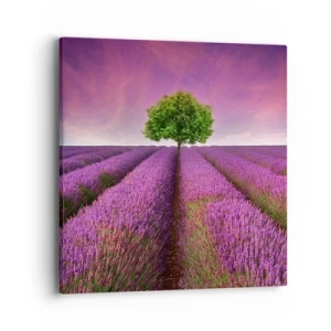 Quadro su tela - Stampe su Tela - Sui campi di lavanda - 40x40 cm