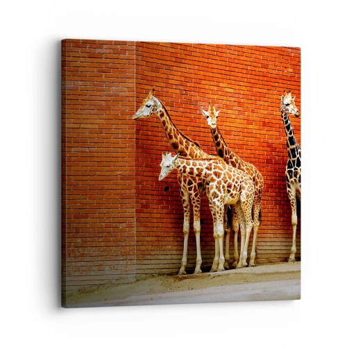 Quadro su tela - Stampe su Tela - Vedete qualche acacia? - 30x30 cm