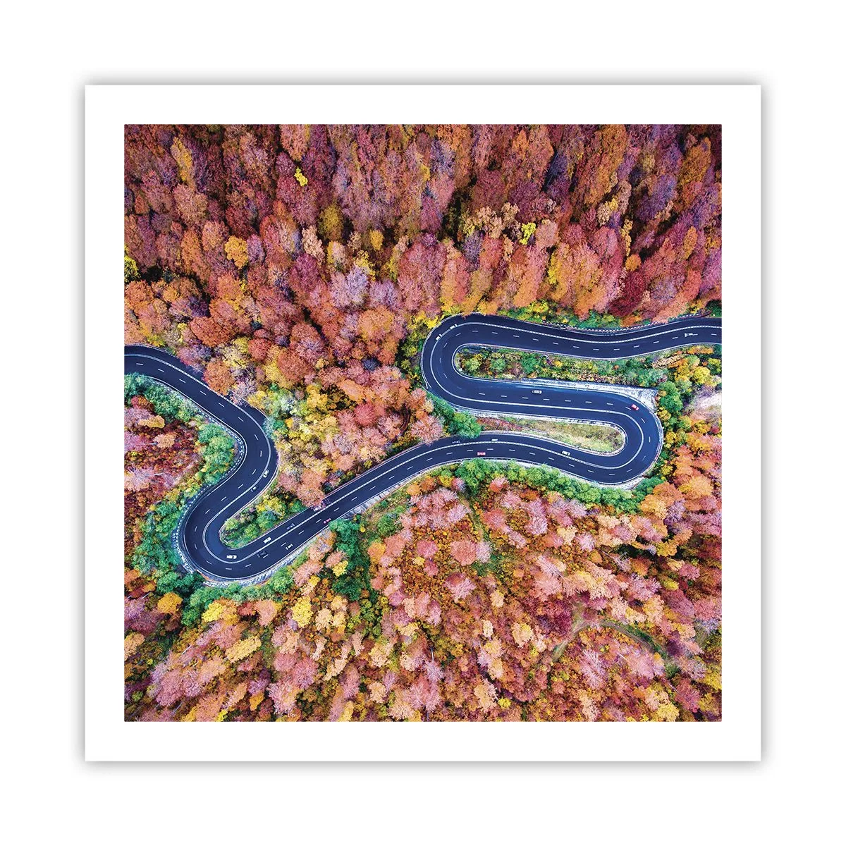 Poster - Via tortuosa attraverso il bosco - 60x60 cm