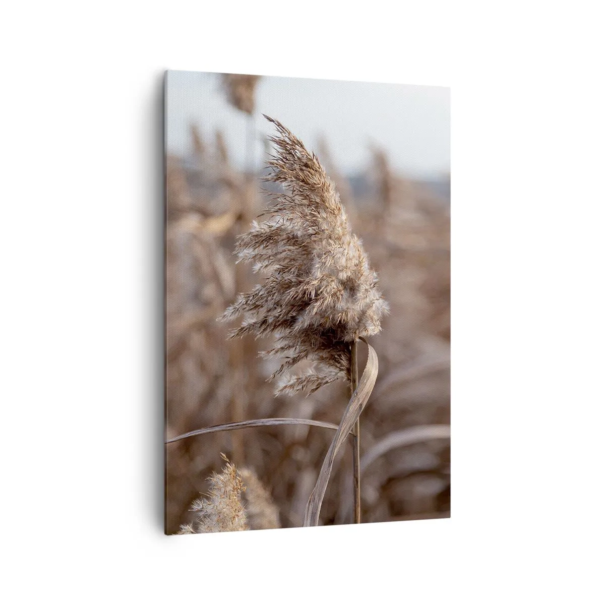 Quadro su tela - Stampe su Tela - Delicate erbe nelle tonalità del beige sullo sfondo della natura - 70x100cm - è tempo di volare col vento - Decorazione murale moderna per soggiorno e camera da letto ARTTOR