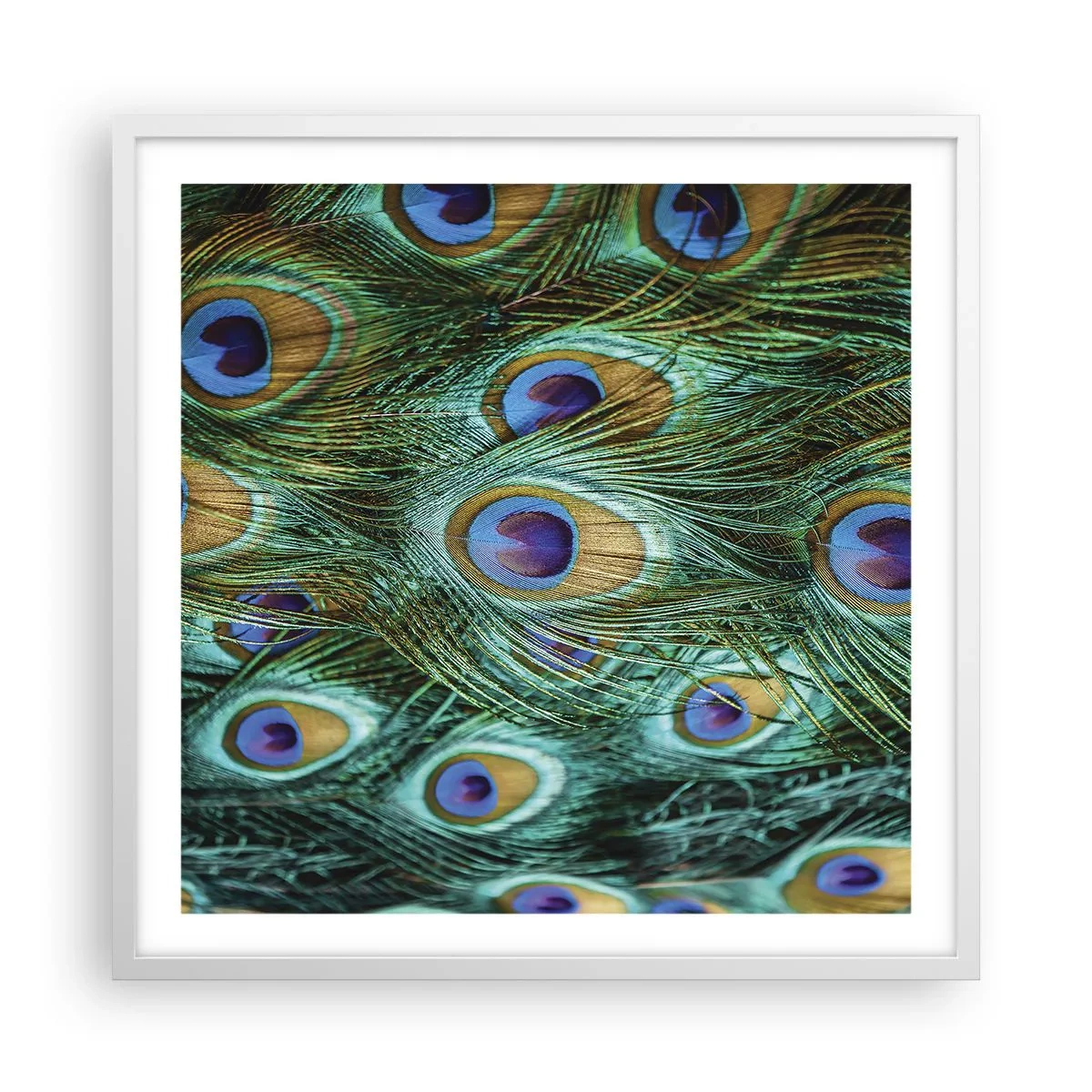 Poster in cornice bianca - Lo sguardo del pavone - 60x60 cm