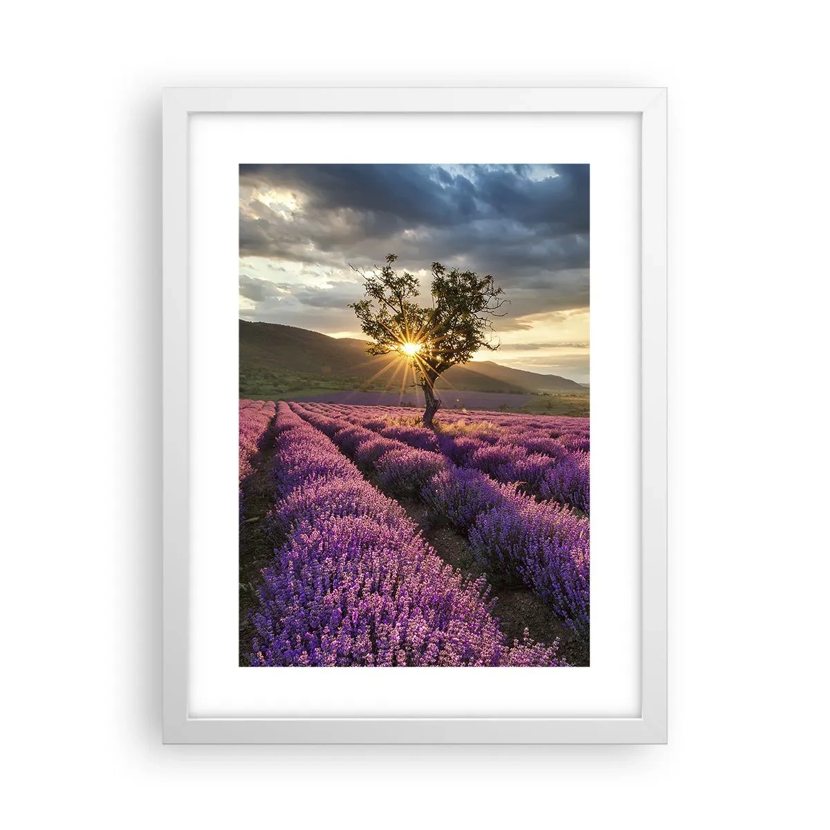 Poster in cornice bianca - Aroma di colore lilla - 30x40 cm