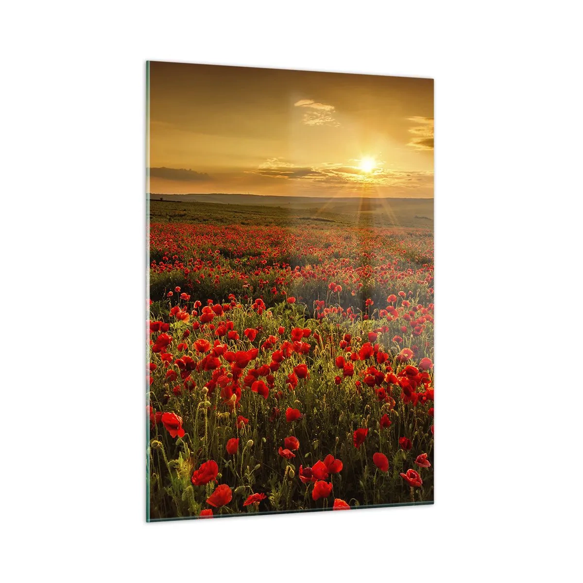 Quadro su vetro - Un campo di papaveri illuminato dai raggi del sole al tramonto - 50x70cm - Tra il fruscio delle erbe, in un'esplosione di fiori - Decorazione murale moderna per soggiorno e camera da letto ARTTOR