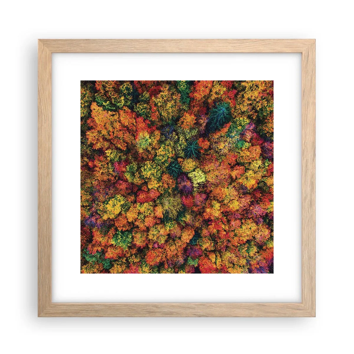 Poster in cornice rovere chiaro - Il bouquet degli alberi d'autunno - 30x30 cm
