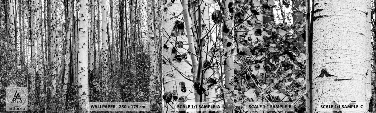 Campione Di Fotomurale Standard Eco - Colonnato di betulle - foresta, Betulla, Natura - 100x30 cm