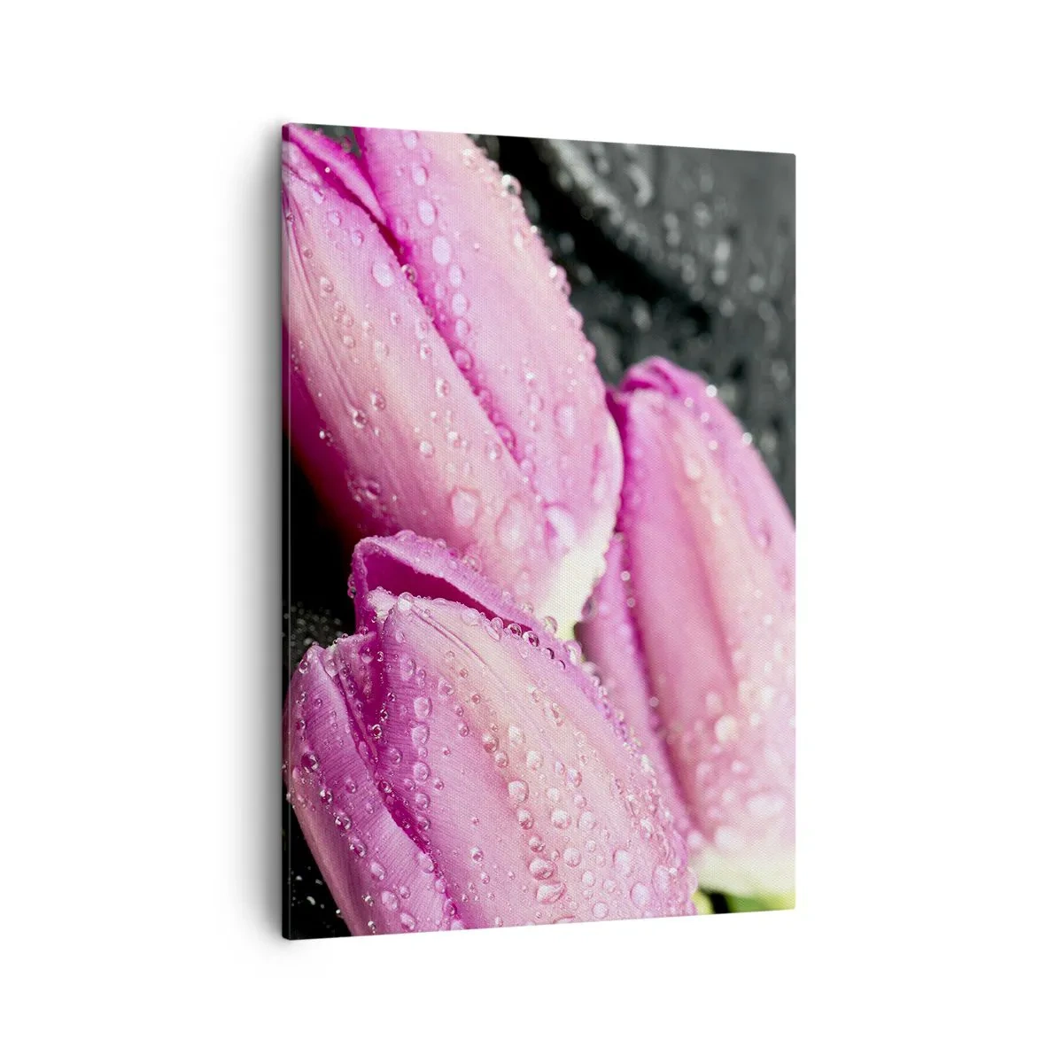 Quadro su tela - Stampe su Tela - Tre tulipani rosa con gocce d'acqua su sfondo nero - 50x70cm - Una terna lilla su pietra nera - Decorazione murale moderna per soggiorno e camera da letto ARTTOR