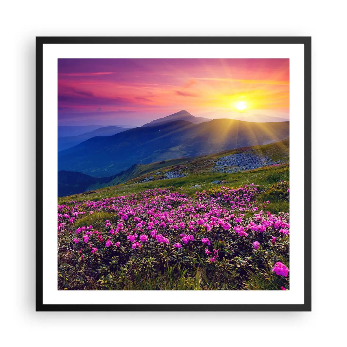 Poster in cornice nera - Odore di mugo e profumo di erbe - 60x60 cm