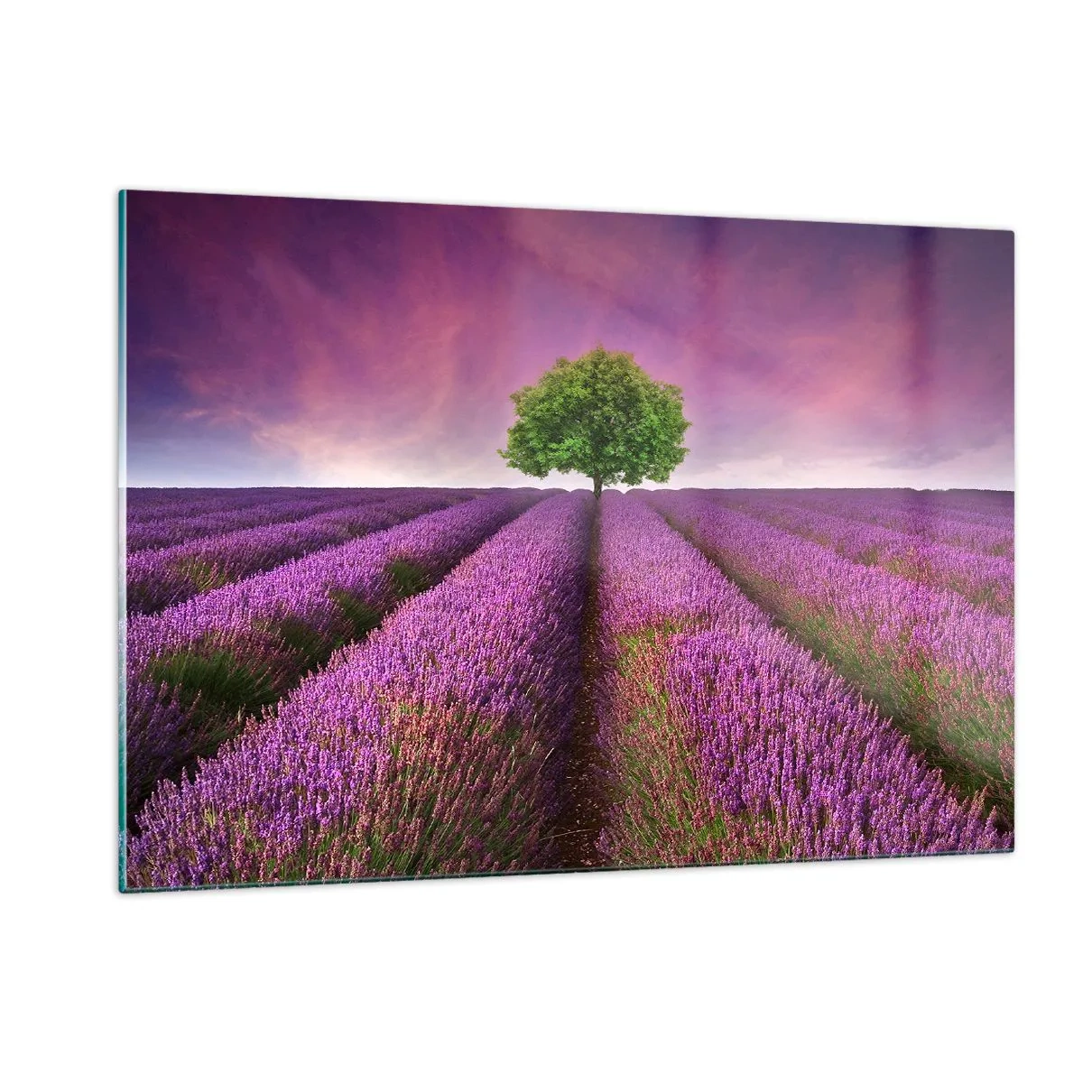 Quadro su vetro - Un campo di lavanda con un albero solitario contro il cielo - 120x80cm - Sui campi di lavanda - Decorazione murale moderna per soggiorno e camera da letto ARTTOR