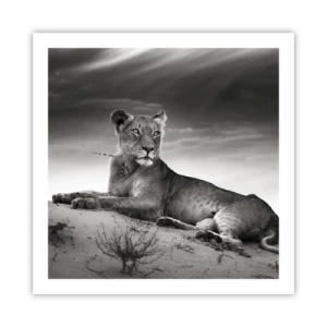 Poster - Il riposo della regina del deserto - 60x60 cm