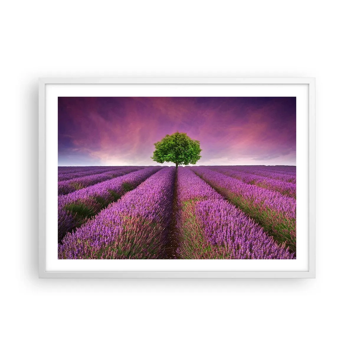 Poster in cornice bianca - Sui campi di lavanda - 70x50 cm
