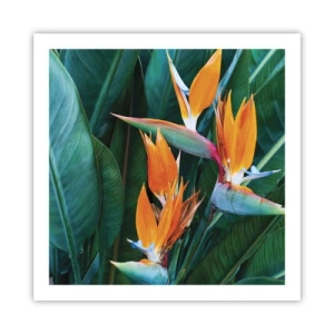 Poster - È un fiore o un uccello? - 60x60 cm