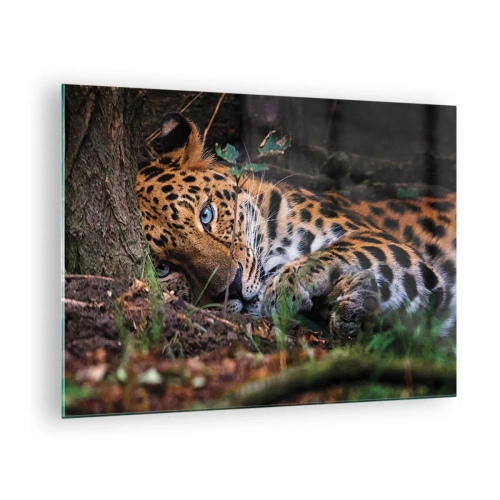 Quadro su vetro - Un giaguaro sdraiato a terra guarda con calma la telecamera. - 70x50cm - Fidati di me - Decorazione murale moderna per soggiorno e camera da letto ARTTOR