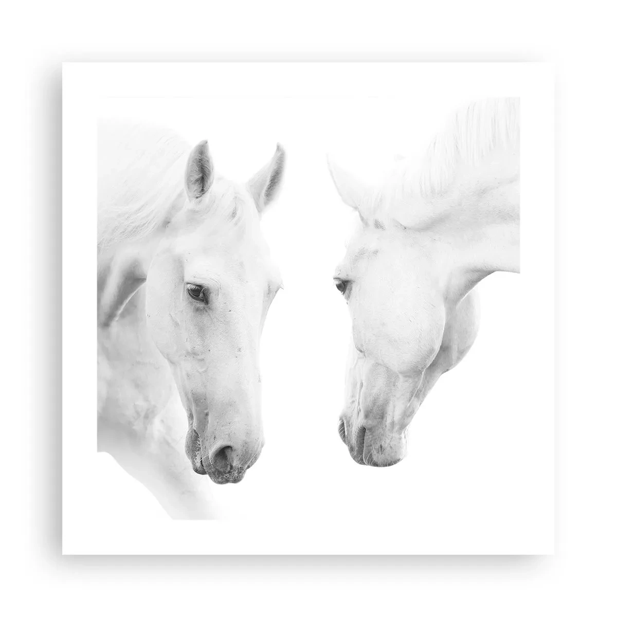 Poster - È amicizia? - 50x50 cm