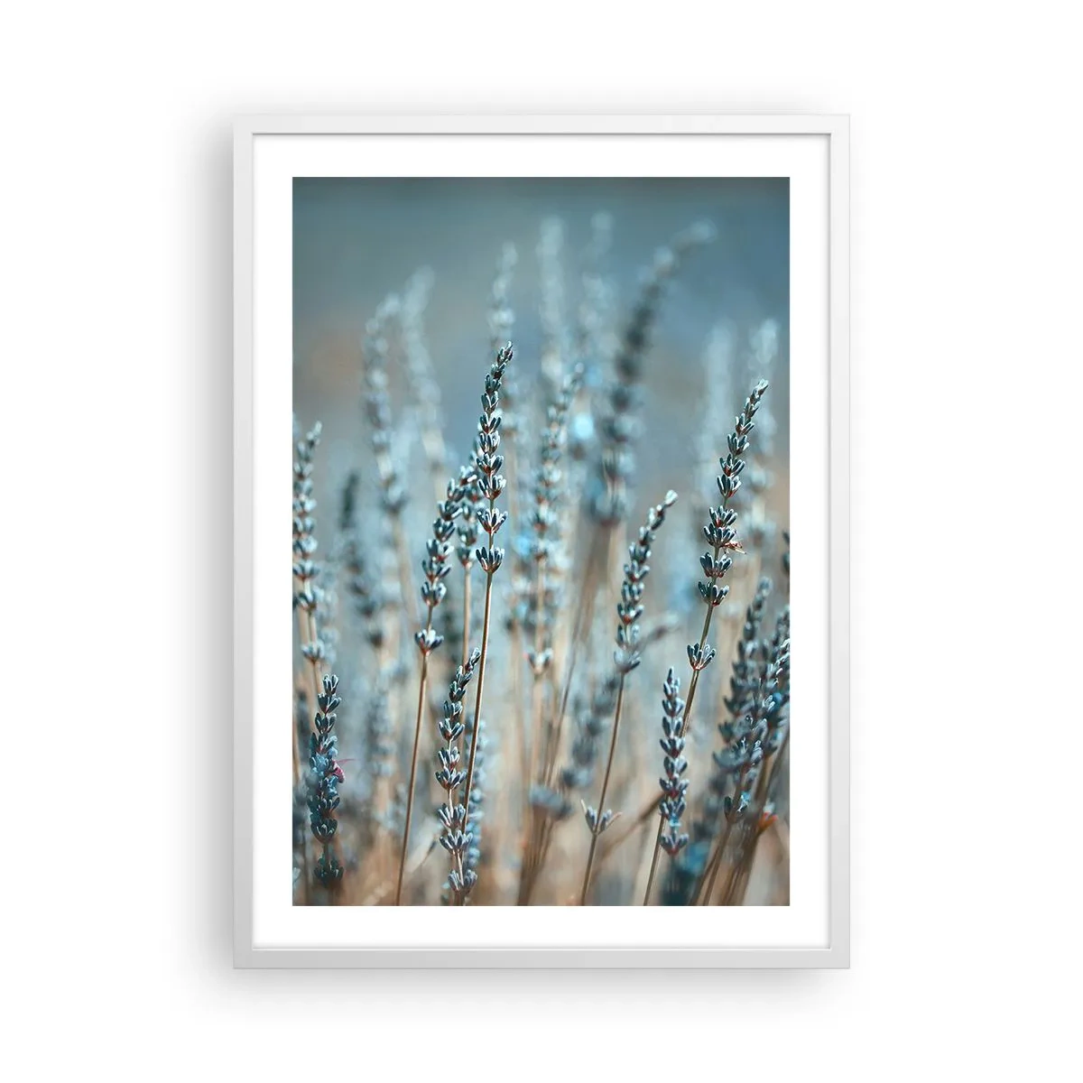 Poster in cornice bianca - Campo profumato - 50x70 cm