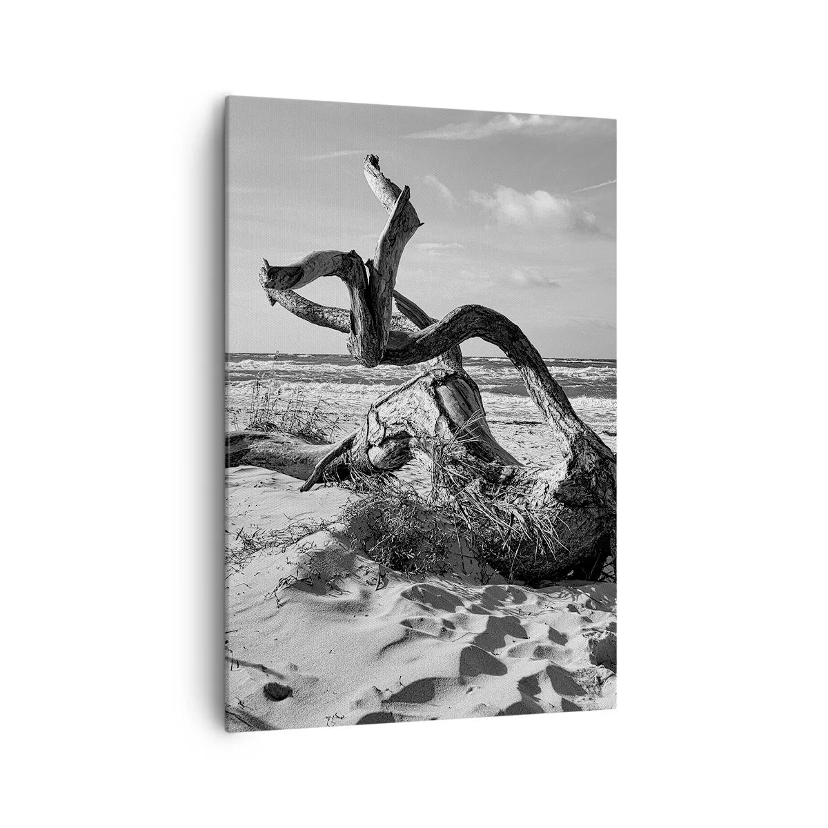 Quadro su tela - Stampe su Tela - Paesaggio in bianco e nero con un albero morto sulla spiaggia - 70x100cm - Scolpito dal mare - Decorazione murale moderna per soggiorno e camera da letto ARTTOR