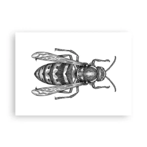 Poster - Dal pianeta degli insetti - 70x50 cm