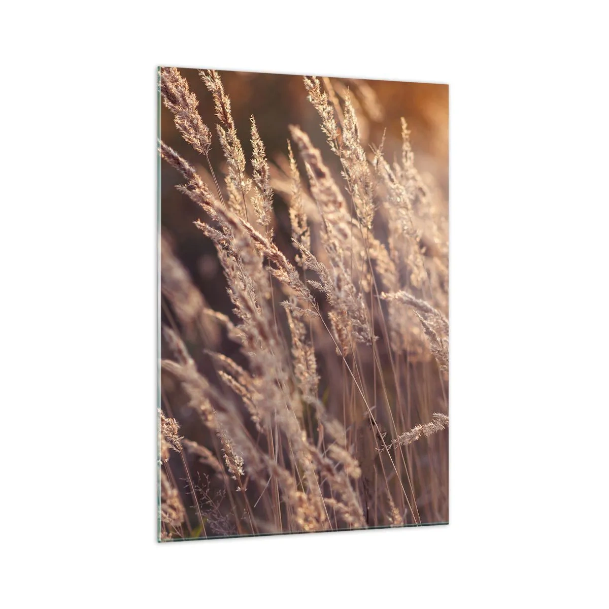 Quadro su vetro - Erbe dorate sullo sfondo del sole al tramonto - 70x100cm - Pronti a salutare l'autunno - Decorazione murale moderna per soggiorno e camera da letto ARTTOR