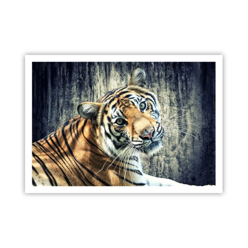 Poster - Una tigre sdraiata contro un muro dalla consistenza ruvida - 100x70cm - Ritratto nei flussi di luce - Decorazione murale moderna per soggiorno e camera da letto ARTTOR