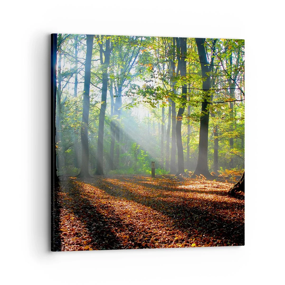 Quadro su tela - Stampe su Tela - Luci e ombre - 70x70 cm
