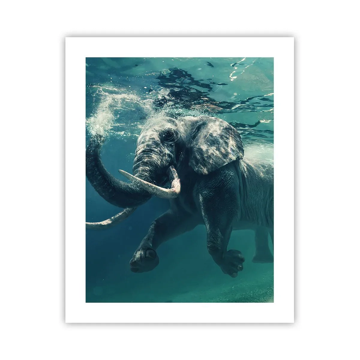 Poster - Tutti amano nuotare - 40x50 cm