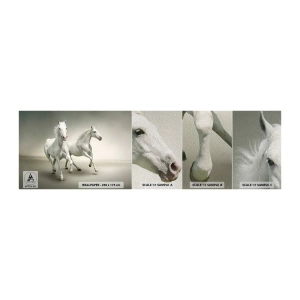 Campione di Fotomurale Premium Sand - White power! - Animali, Cavalli, Natura - 100x30 cm