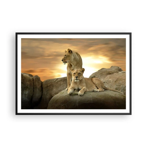 Poster in cornice nera - Due leonesse riposano su una roccia durante il tramonto - 100x70cm - Maestà reale - Decorazione murale moderna per soggiorno e camera da letto ARTTOR