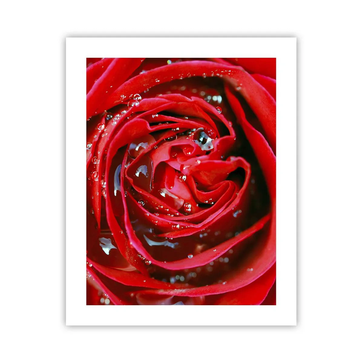 Poster - Nelle gocce della rugiada - 40x50 cm