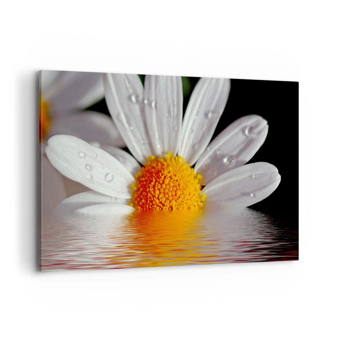 Quadro su tela - Stampe su Tela - Una margherita bianca con gocce d'acqua immerse in un riflesso d'acqua - 120x80cm - L'alba della margherita - Decorazione murale moderna per soggiorno e camera da letto ARTTOR