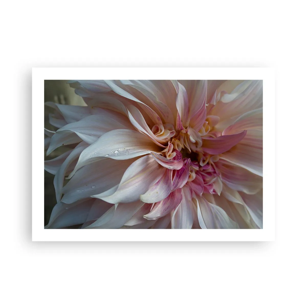 Poster - Freschezza in fiore - 70x50 cm