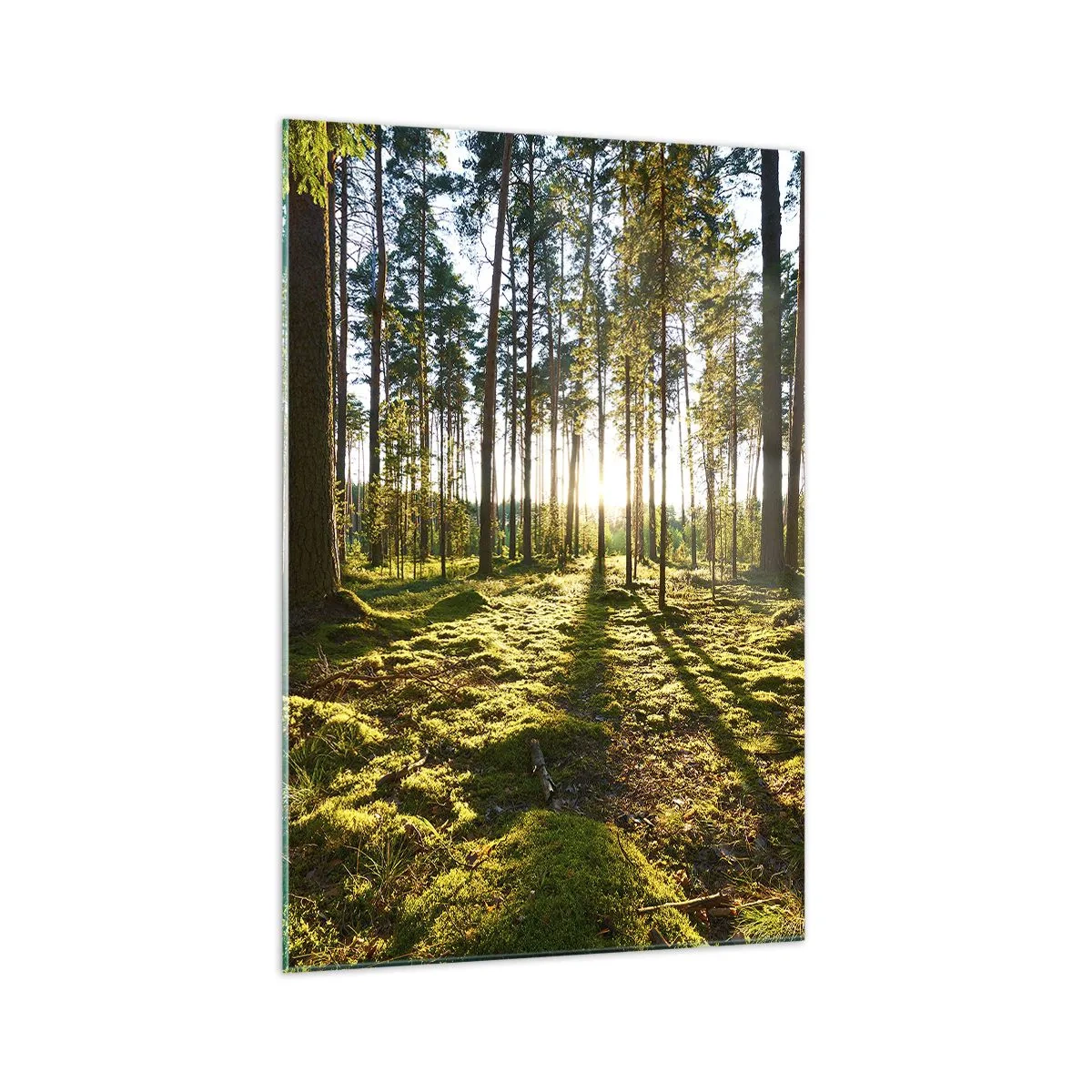 Quadro su vetro - Foresta verde illuminata dalla luce del sole sul muschio - 70x100cm - …dopo sette foreste - Decorazione murale moderna per soggiorno e camera da letto ARTTOR