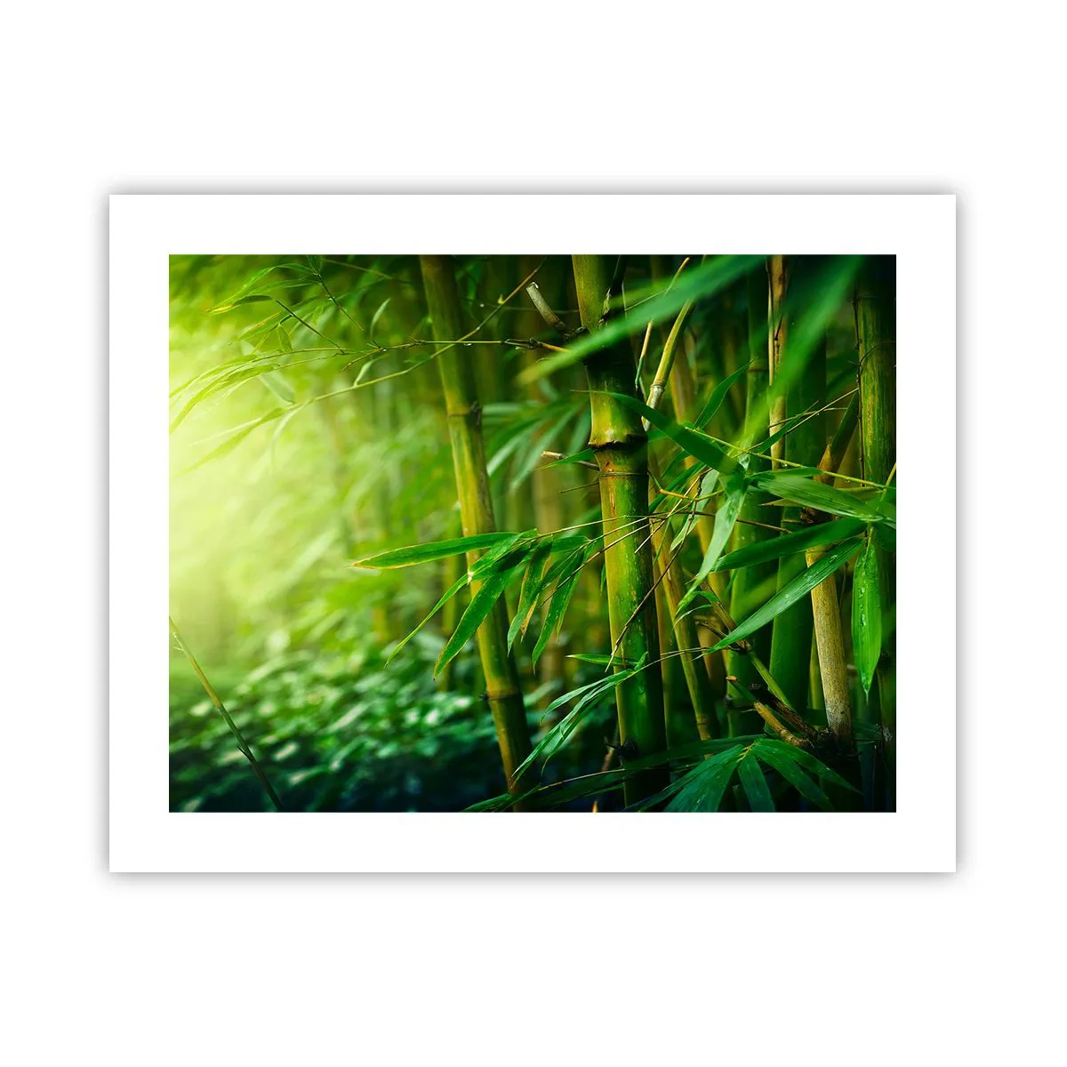 Poster - Conoscere il verde in sé - 50x40 cm