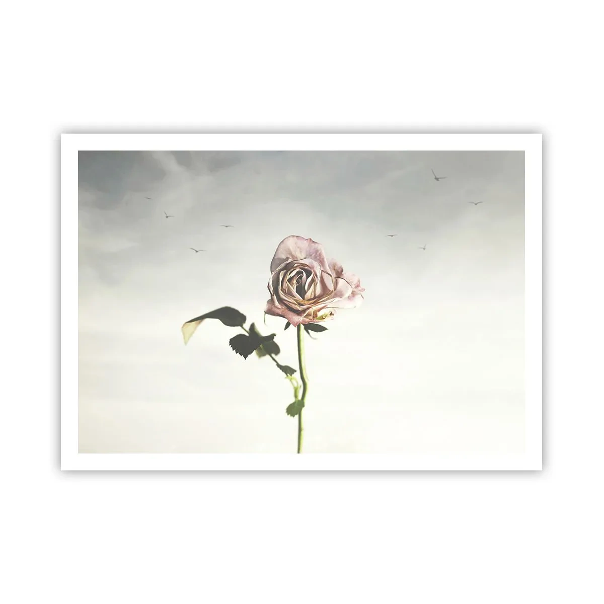 Poster - Una rosa delicata contro un cielo luminoso con uccelli che volano - 100x70cm - Il benvenuto alla primavera - Decorazione murale moderna per soggiorno e camera da letto ARTTOR