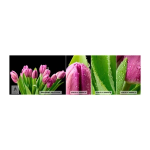 Campione di Fotomurale Adesivo Deluxe Sticker - Gioia lilla della primavera - Fiori, Tulipani, Mazzo di fiori - 100x30 cm