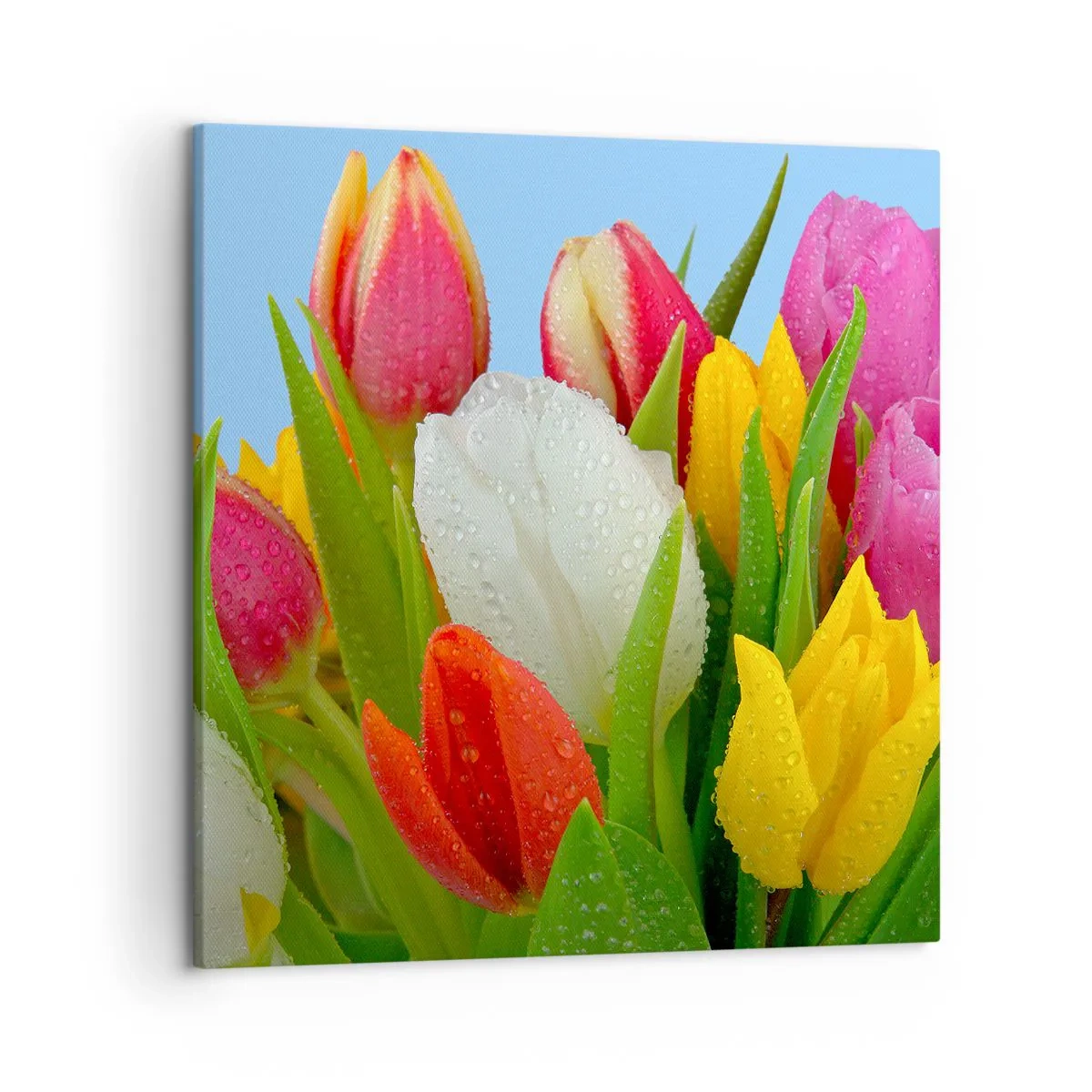 Quadro su tela - Stampe su Tela - Fiori multicolori nella rugiada - 50x50 cm