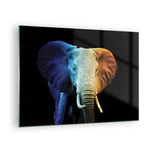 Quadro su vetro - Ritratto colorato di un elefante su sfondo nero - 70x50cm - Eccentrico, non strano - Decorazione murale moderna per soggiorno e camera da letto ARTTOR