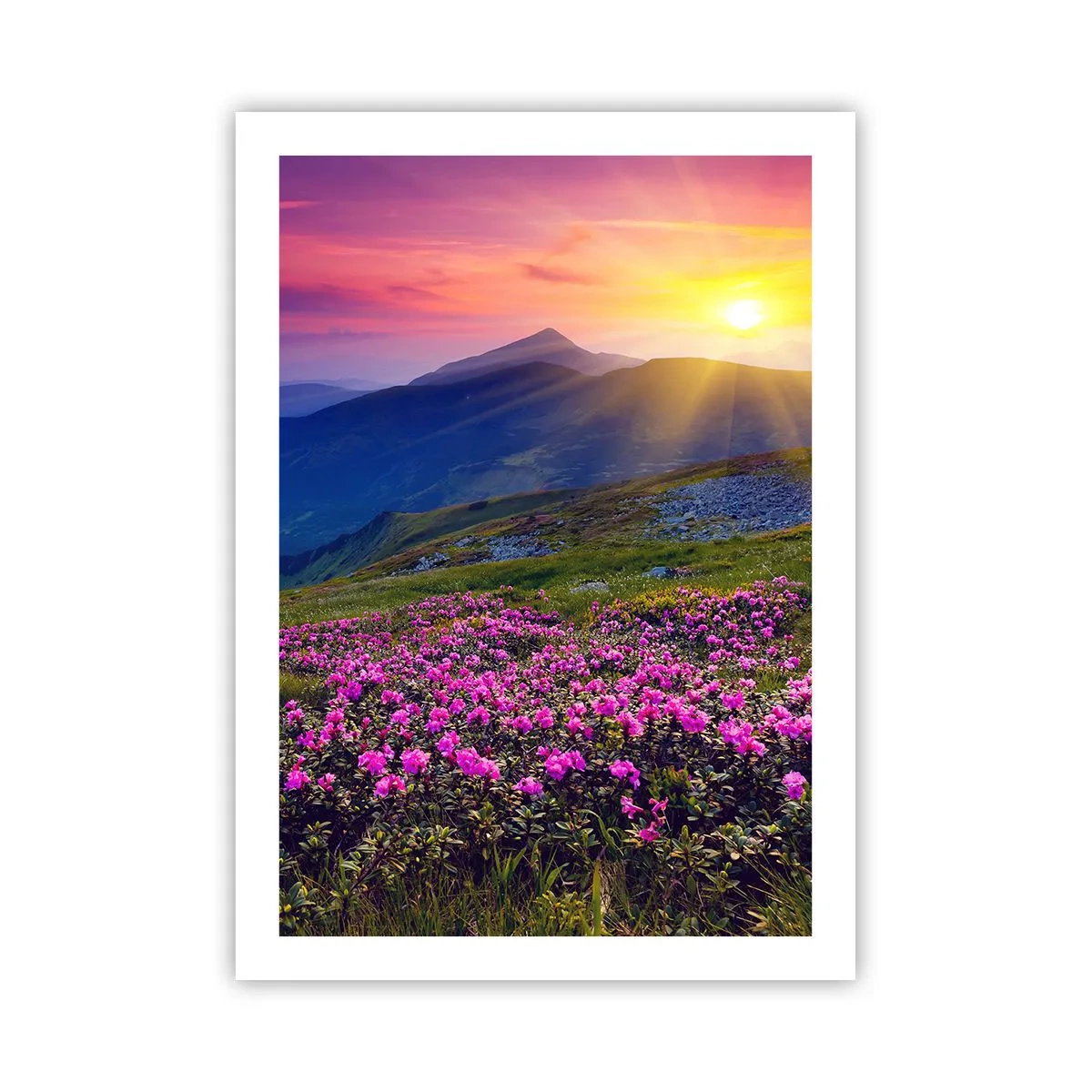 Poster - Panorama montano con rododendri in fiore e tramonto - 50x70cm - Odore di mugo e profumo di erbe - Decorazione murale moderna per soggiorno e camera da letto ARTTOR