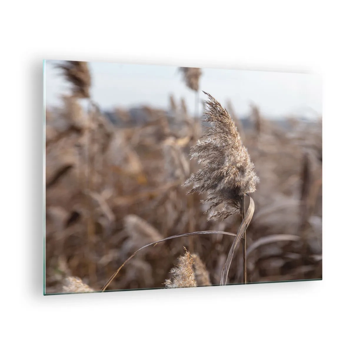 Quadro su vetro - Primo piano dell'erba secca che ondeggia nel vento - 70x50cm - è tempo di volare col vento - Decorazione murale moderna per soggiorno e camera da letto ARTTOR