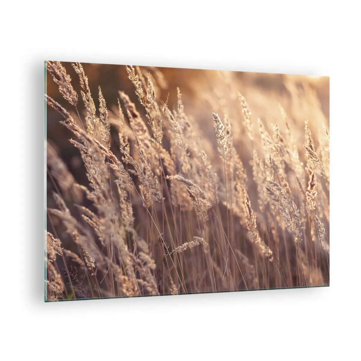 Quadro su vetro - Erbe dorate illuminate dai raggi del sole al tramonto - 70x50cm - Pronti a salutare l'autunno - Decorazione murale moderna per soggiorno e camera da letto ARTTOR