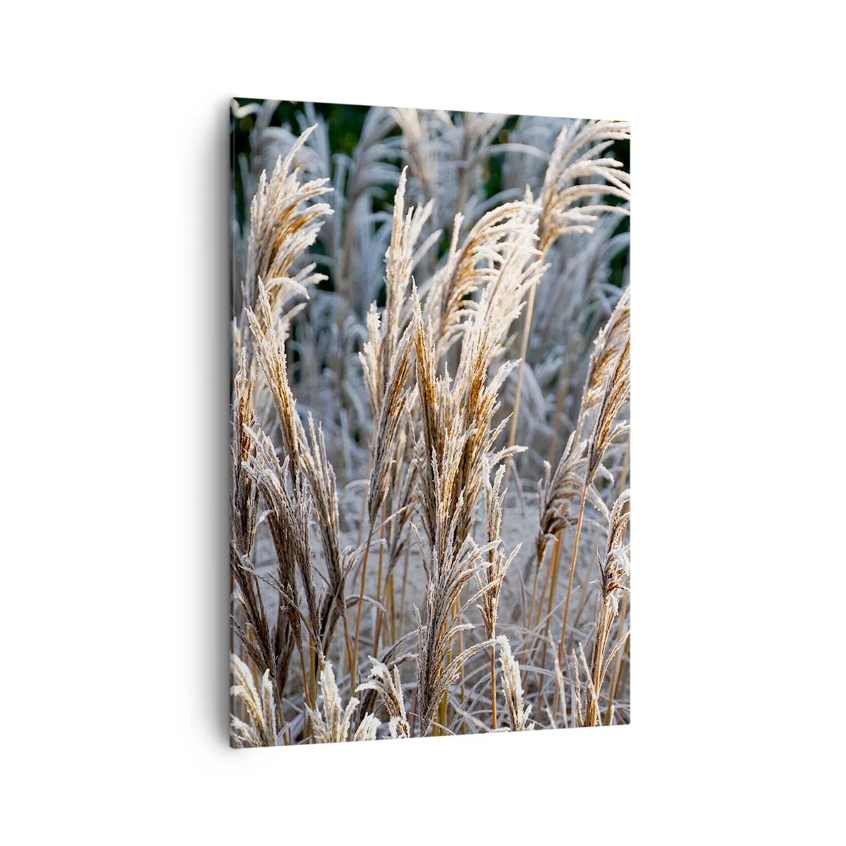 Quadro su tela - Stampe su Tela - Fili d'erba invernali ricoperti di brina su uno sfondo verde scuro - 70x100cm - Vestite di brina - Decorazione murale moderna per soggiorno e camera da letto ARTTOR