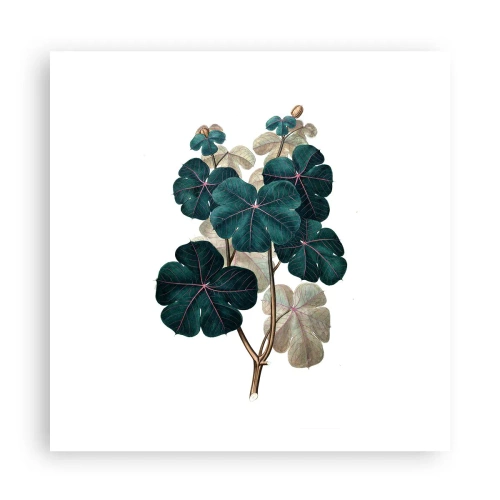 Poster - Dal vecchio erbario - 60x60 cm
